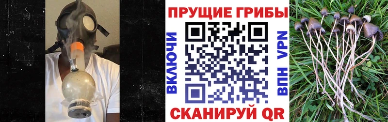Галлюциногенные грибы Psilocybe  Купить  Усинск 